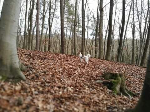 Toby v lese
