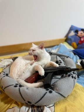 Miďuša