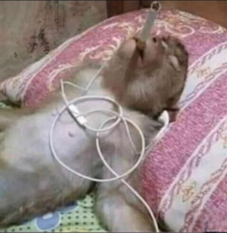 Monkey relax