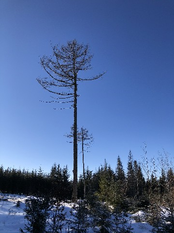 Zimní Vysočina se sluníčkem strom 